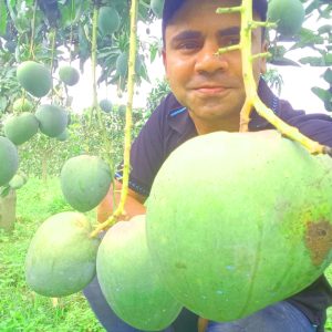 বারি-৪ আম
